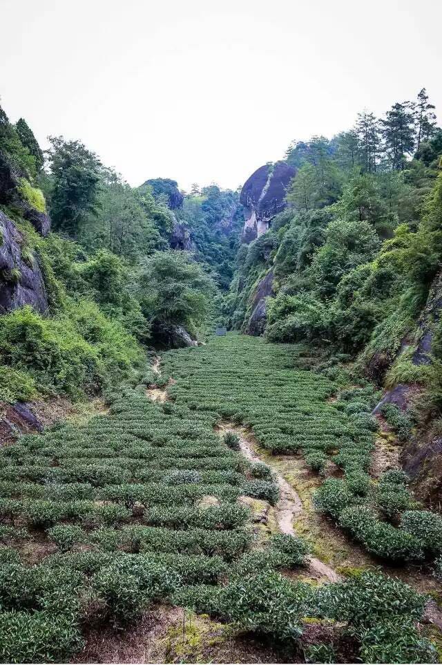 武夷山為什么盛產(chǎn)茶葉，武夷山茶為什么好喝？