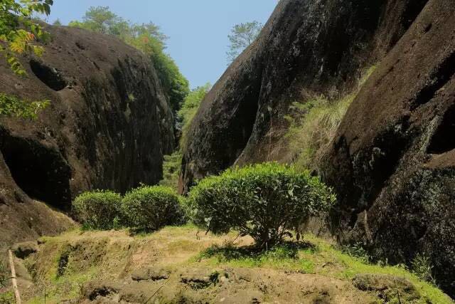 武夷山為什么盛產(chǎn)茶葉，武夷山茶為什么好喝？