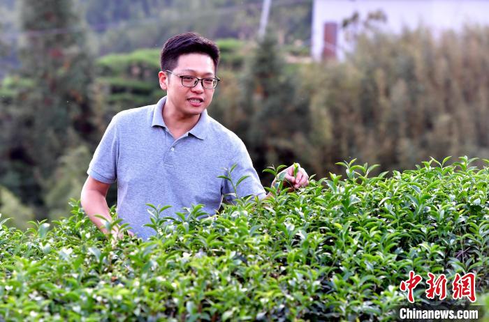 “臺二代”張元豪福建深山種茶十年：“來了，就對了”